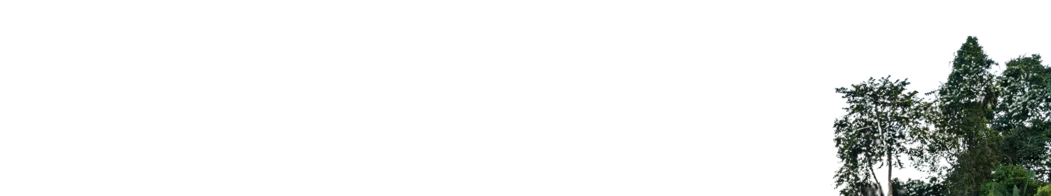 Cutout silhouette of tree tops against a transparent background