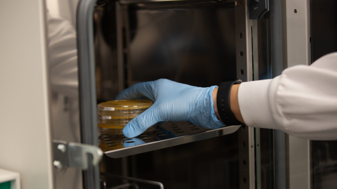 Gloved hand placing petri dishes into a lab incubator