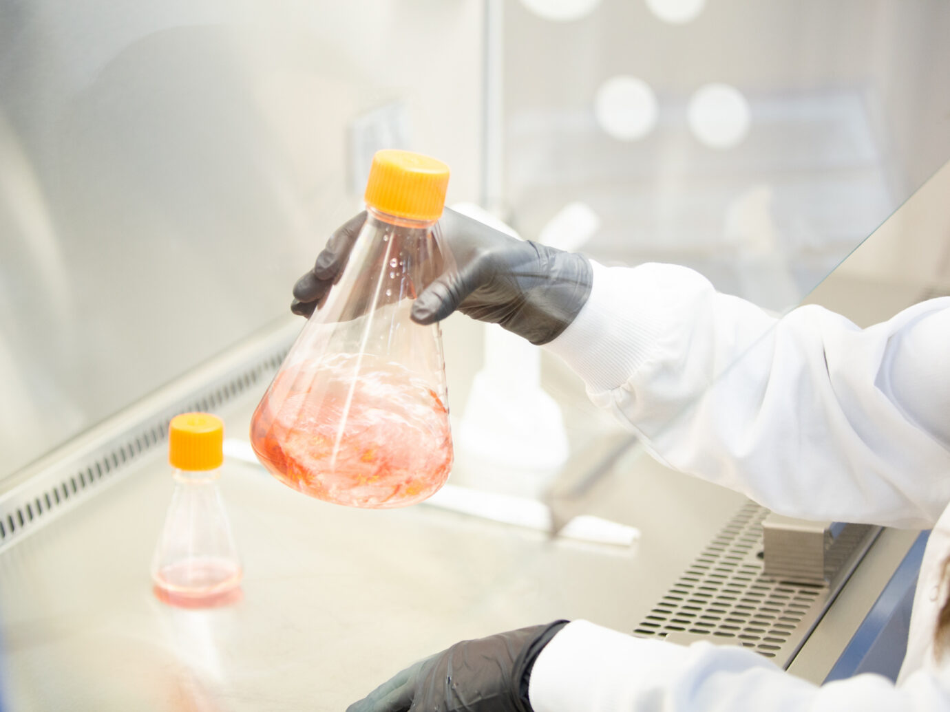 Gloved hand holding a flask of pink cell culture media in a laboratory